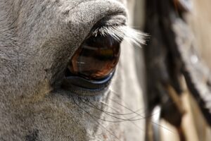 horse, mould, pony-2574395.jpg
