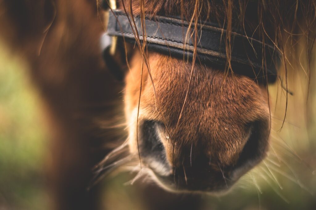 horse, pony, animal-1938331.jpg